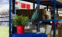 Cannabis - Satin Tischflagge 15 x 22 cm